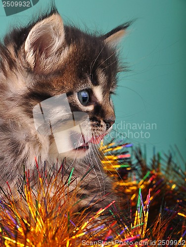 Image of small  kitten among Christmas stuff