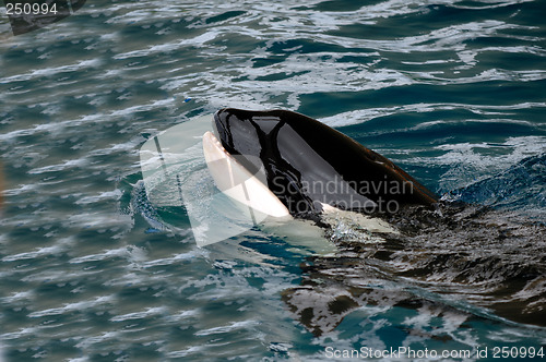 Image of Killer whale in water