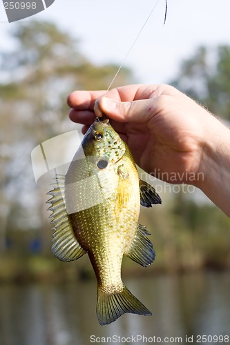 Image of Blue Gill