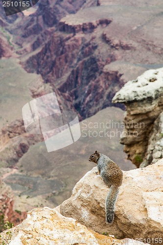 Image of Grand Canyon Squirrel