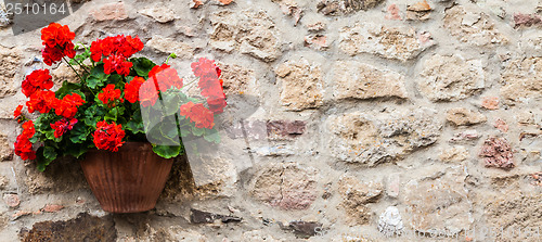 Image of Tuscan flowers