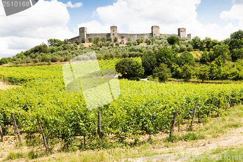 Image of Wineyard in Tuscany