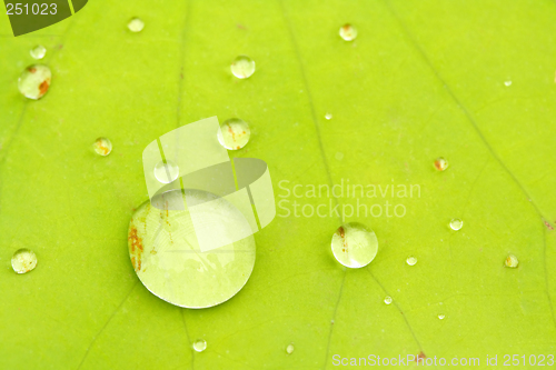 Image of Morning dew
