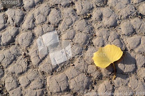 Image of Desert with a golden leaf