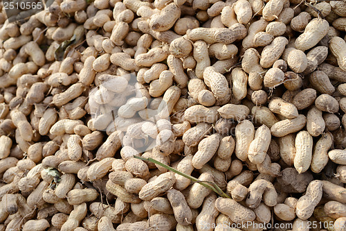 Image of Many freshly-dug peanuts