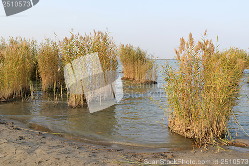 Image of Landscape of lake with reeds 