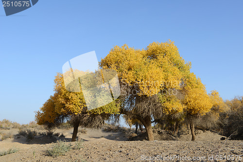 Image of Golden trees in autumn