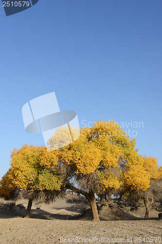 Image of Golden trees in autumn