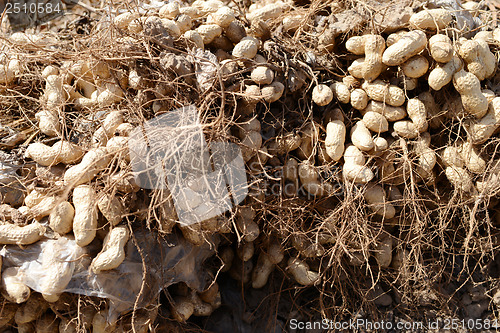 Image of Many freshly-dug peanuts with roots