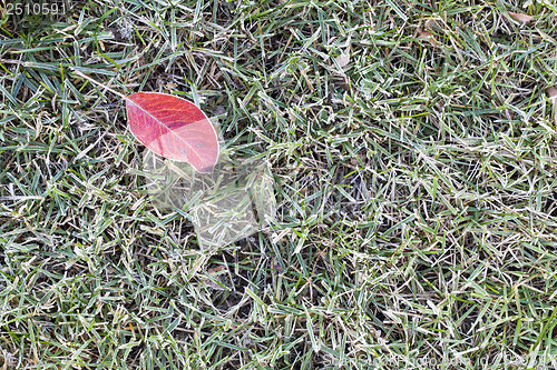 Image of lawn grass covered with frost