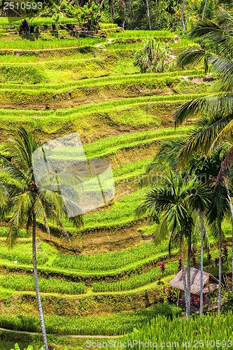 Image of Rice Terrace