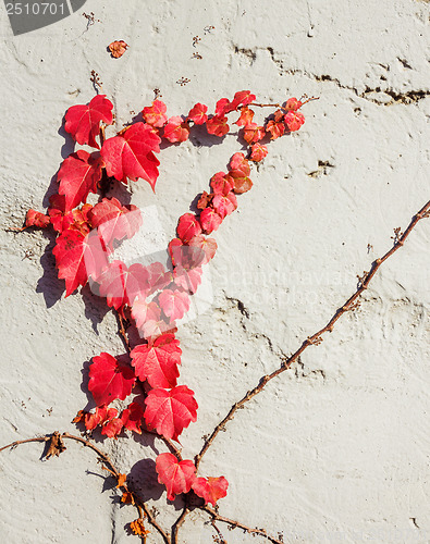 Image of Red vine plant on the wall