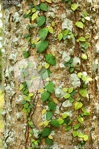 Image of Ivy on tree bark