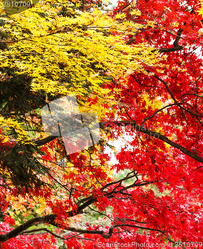 Image of Red and yellow maple tree in autumn