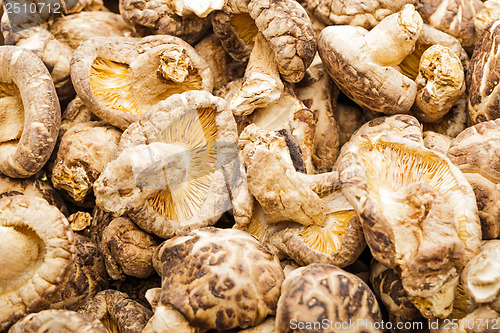 Image of Dried mushroom shiitake