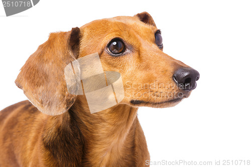 Image of Dachshund Dog looking at a side