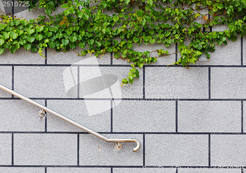 Image of Ivy green plant on brick wall