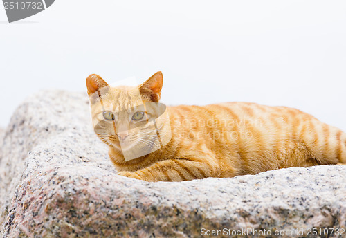 Image of Street cat on rock
