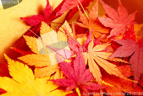 Image of Autumn maple leaves in box