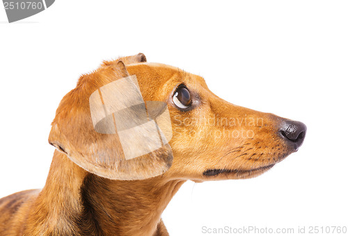 Image of Dachshund Dog looking at a side