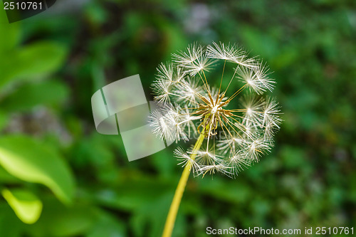 Image of Dandelion with green background