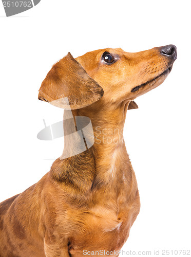 Image of Dachshund Dog looking at a side