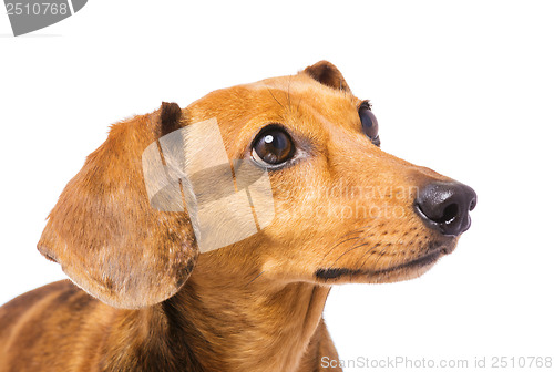Image of Dachshund Dog looking at a side