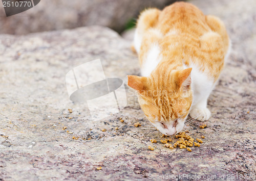 Image of Street cat eating food