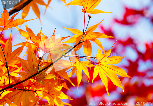 Image of Maple leave in autumn