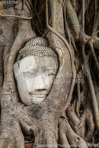 Image of Buddha head in old tree