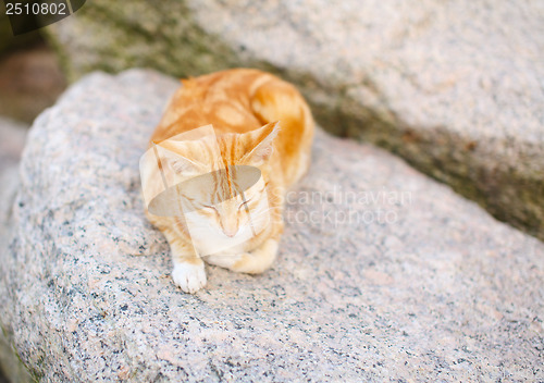 Image of Sleeping cat on the rock