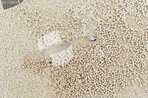 Image of Small white crab moving sand balls 