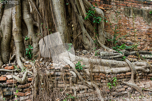 Image of Tree root with brick wall