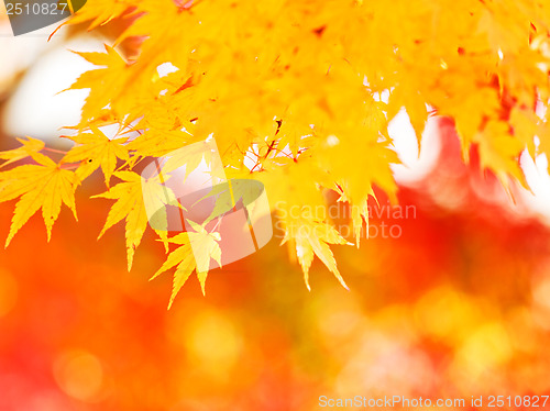 Image of Yellow maple leaves