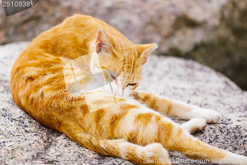 Image of Street cat lying on the rock