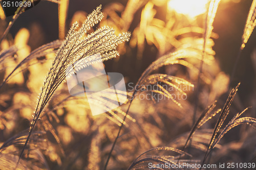 Image of Wild grass under sunset