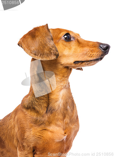 Image of Dachshund Dog looking at a side