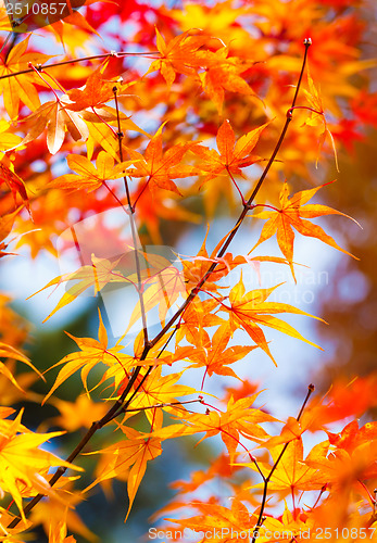 Image of Color changing maple leave in autumn 