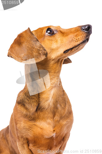 Image of Dachshund Dog isolated on white