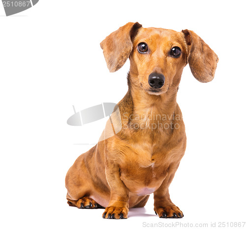 Image of Dachshund Dog