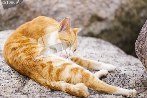Image of Street cat laying on the rock