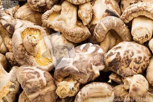 Image of Dried mushrooms close up