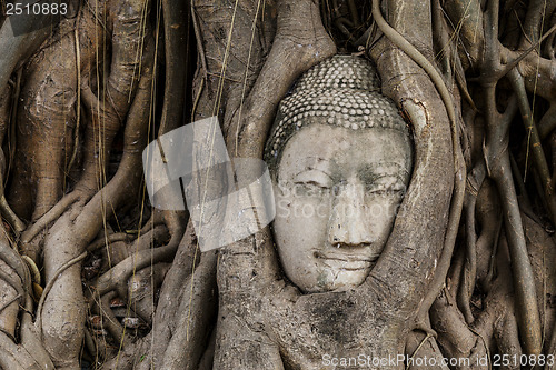 Image of Buddha head in banyan tree 