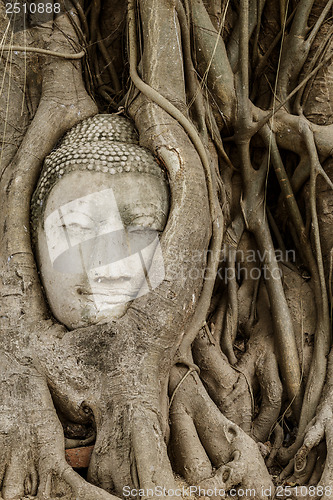 Image of Buddha head in banyan tree at Ayutthaya