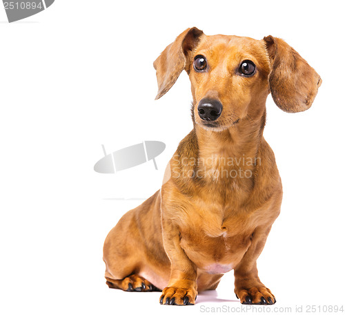 Image of Dachshund dog
