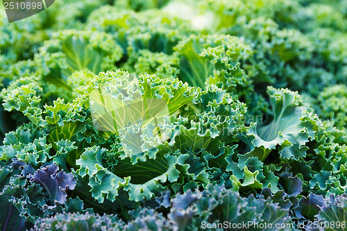 Image of Fresh lettuce