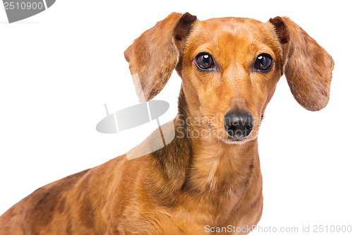 Image of Dachshund Dog