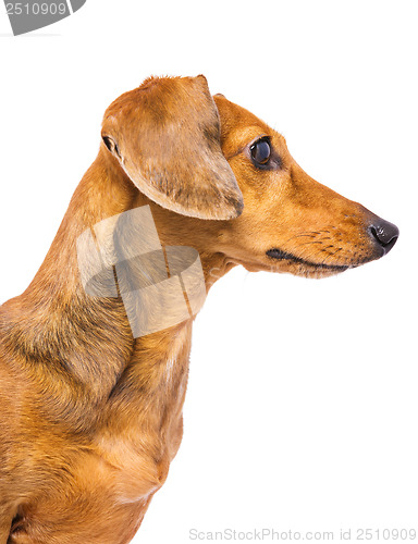 Image of Domestic Dachshund Dog