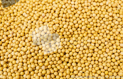 Image of Yellow Mustard Seed