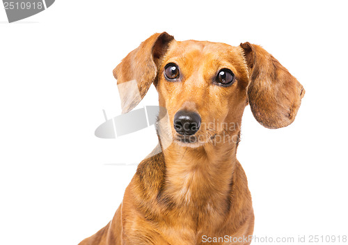 Image of Dachshund Dog isolated on white